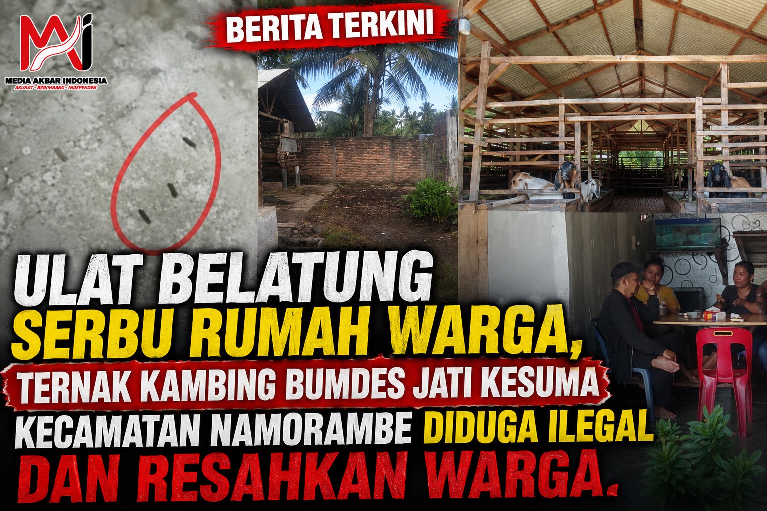 Ulat Belatung Serbu Rumah Warga, Ternak Kambing  Bumdes Jati Kesuma Kecamatan Namorambe Diduga Ilegal Dan Resahkan Warga. 